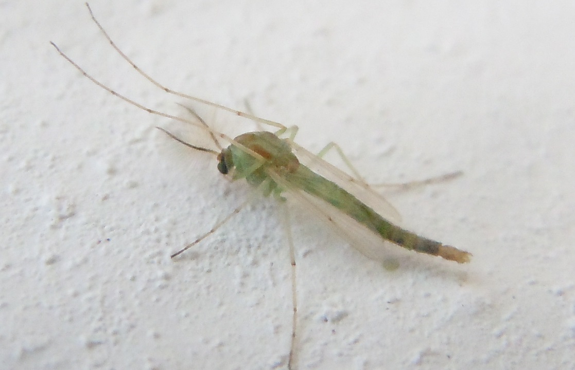 Chironomidae verde